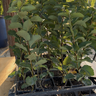 SASKATOON BERRY ( amelanchier spicata ) HAZİRAN YEMİŞİ FİDANI
