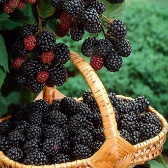 TRİPLE CROWN DİKENSİZ BÖĞÜRTLEN FİDANI