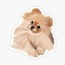 Pomeranian Tekli Sticker