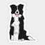 Border Collie Tekli Sticker