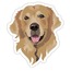 Golden Retriever Tekli Sticker