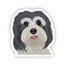 Havanese Tekli Sticker