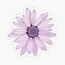 Purple Daisy Tekli Sticker 