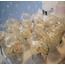 Cupcake (12 adet)