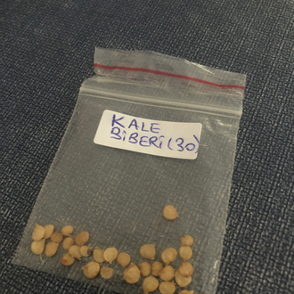 Kale Biber Tohumu 