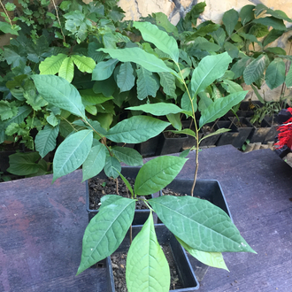 2 yaş Pawpaw Fidanı