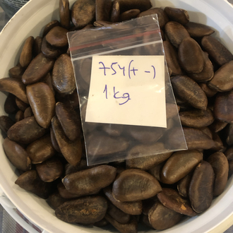 Pawpaw Tohumları 