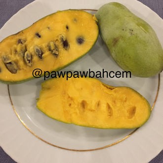 2 yaş Pawpaw Fidanı