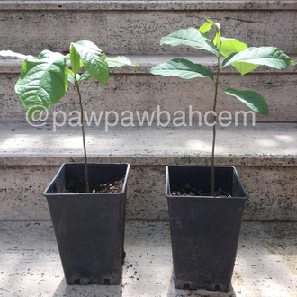 3 yaş Pawpaw Fidanı