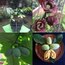 6 yaş Pawpaw Fidanı 