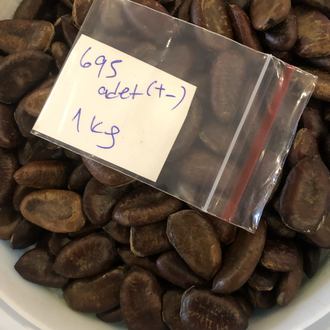 Pawpaw Tohumları 