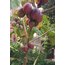 Tamarillo Tohumu 