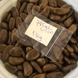 Pawpaw Tohumları 