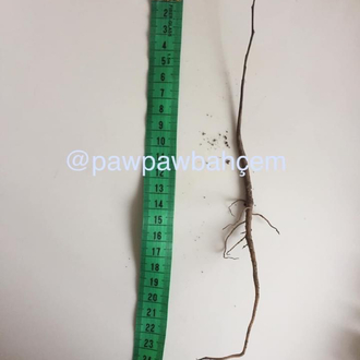 1 yaş Pawpaw Fidanı