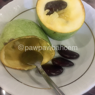 2025  Pawpaw Tohumu 