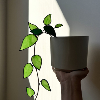 Ivy