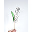 Lily of the valley (Müge çiçeği)