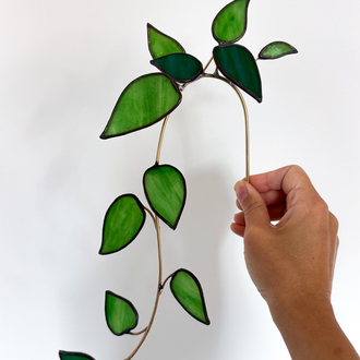 Ivy