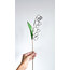 Lily of the valley (Müge çiçeği)