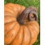 Büyük Boy Turuncu Balkabağı Dekoratif Obje 30 cm /Halloween Balkabağı