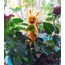 Sevimli Böcek Figür / Cute Insect Figure