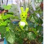 Sevimli Böcek Figür / Cute Insect Figure