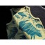 Bound Wisdom - Cyanotype Crop
