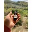 Propolis Damla 20 ml