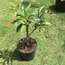 Sapodilla Fidanı