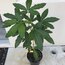 White Sapote