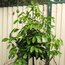 Black Sapote