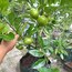 Black Sapote