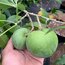 White Sapote