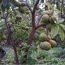White Sapote