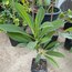 Plumeria