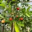 Barbados Cherry
