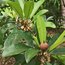 Sapodilla Fidanı