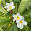 Plumeria
