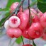 Water Apple