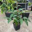 Star Apple