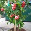 Water Apple