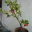 Barbados Cherry