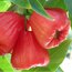Jambu ( Red )