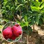 Jambu ( Red )