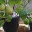 Guava Fidanı
