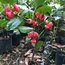 Water Apple