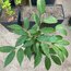 Star Apple