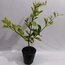 Barbados Cherry