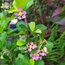 Barbados Cherry