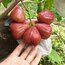 Jambu ( Red )